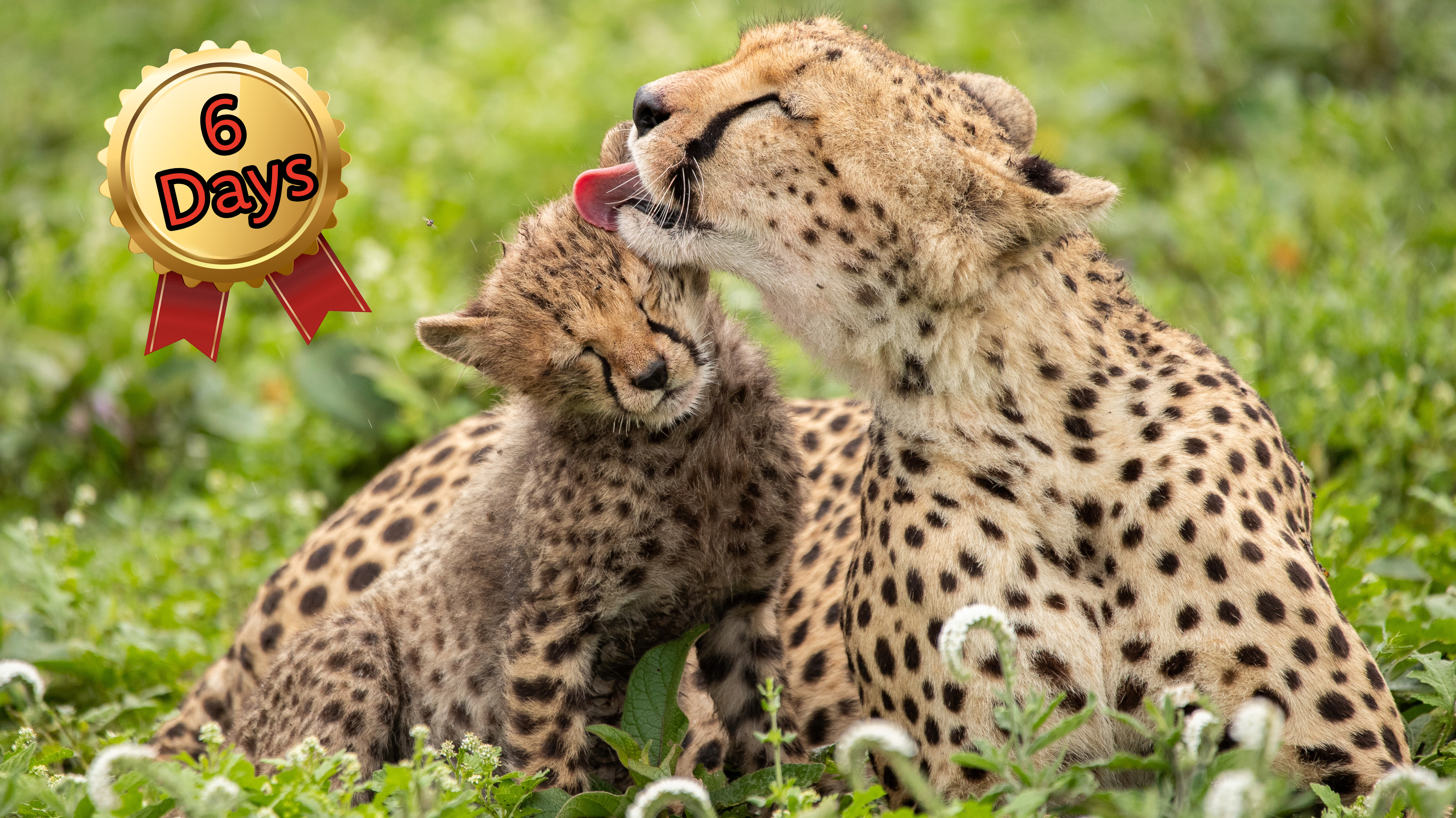 The Great Migration Safari: Tanzania at It's Wildest